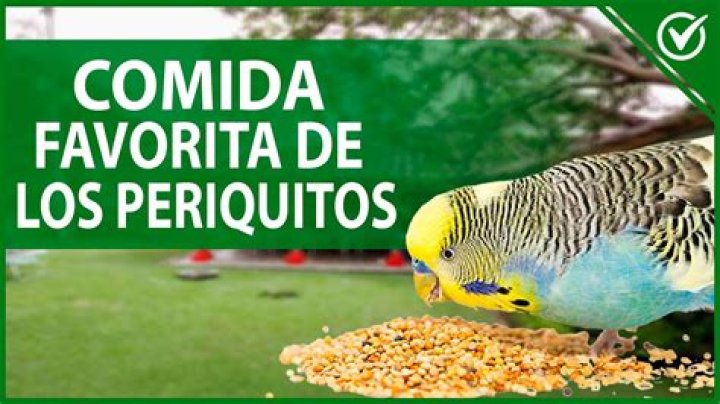 ¿Qué comen los periquitos australianos