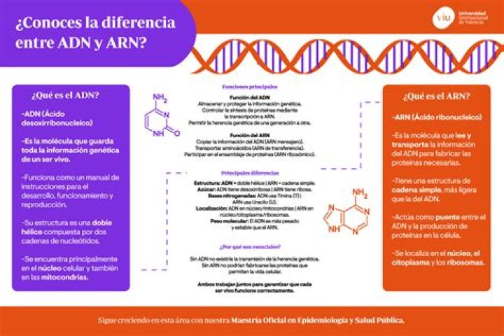 ¿Qué es el ADN y el ARN y cuál es su función