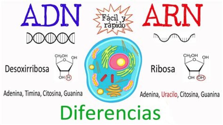 ¿Qué es el ADN y el ARN
