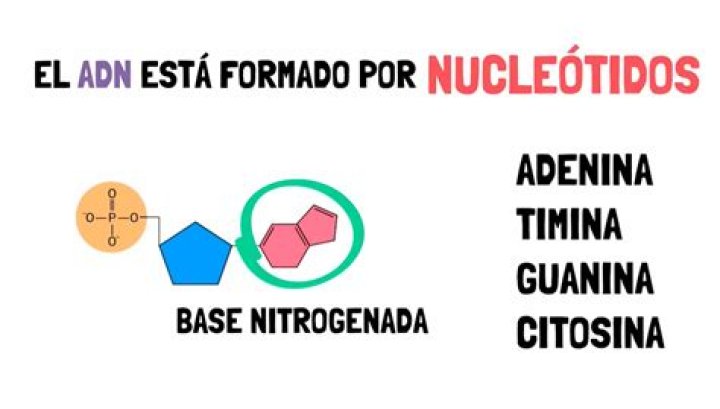 ¿Qué es son los nucleótidos