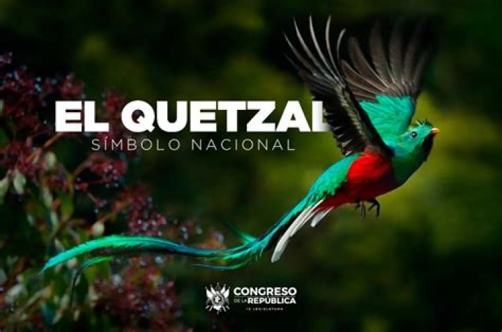 ¿Quién declaro al Quetzal ave nacional