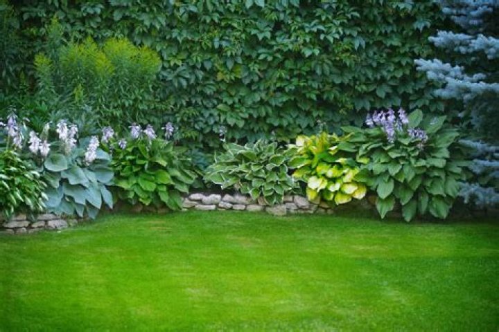 Should hostas be cut back