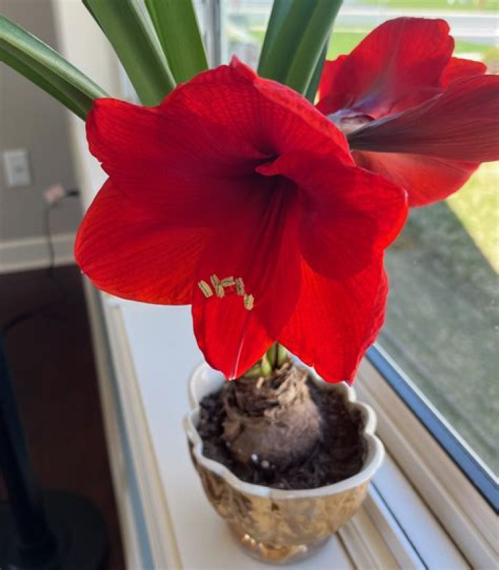 Should I cut back my amaryllis