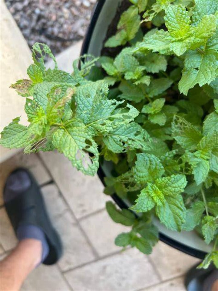 Should I cut the flowers off my mint plant