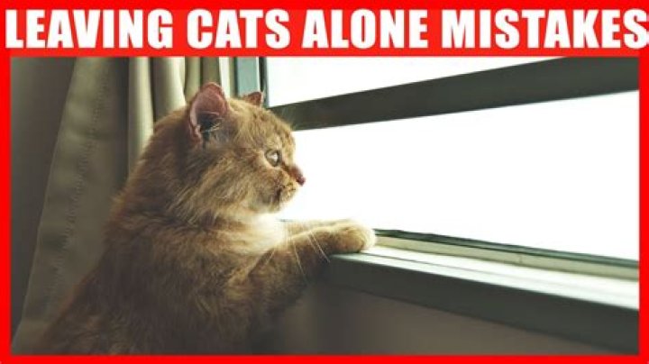 Should I leave a stray cat alone