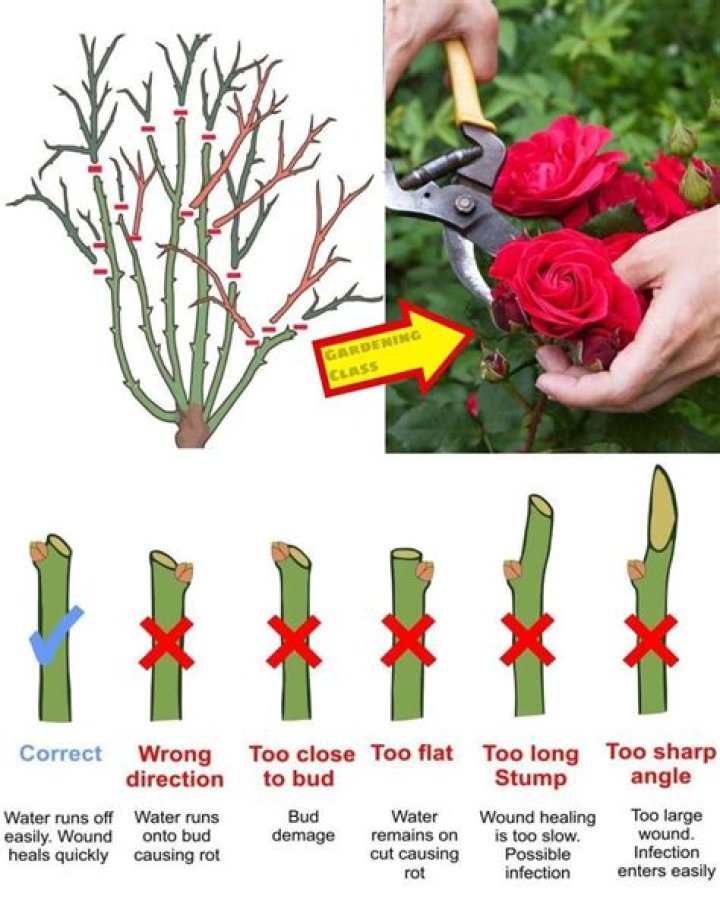 Should I prune red hot pokers after flowering