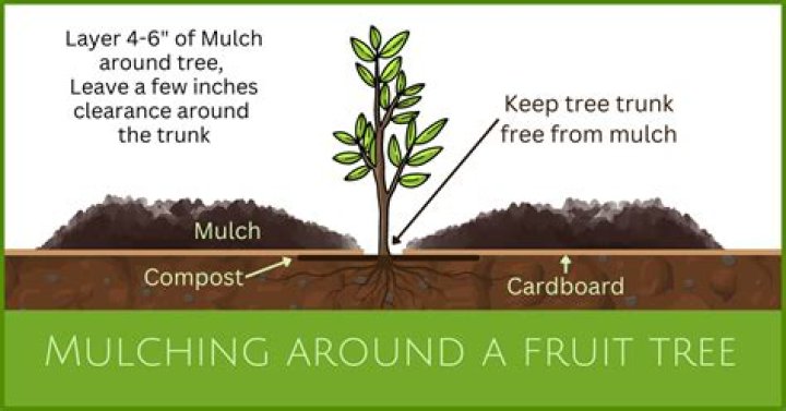 Should I put mulch around my fruit trees