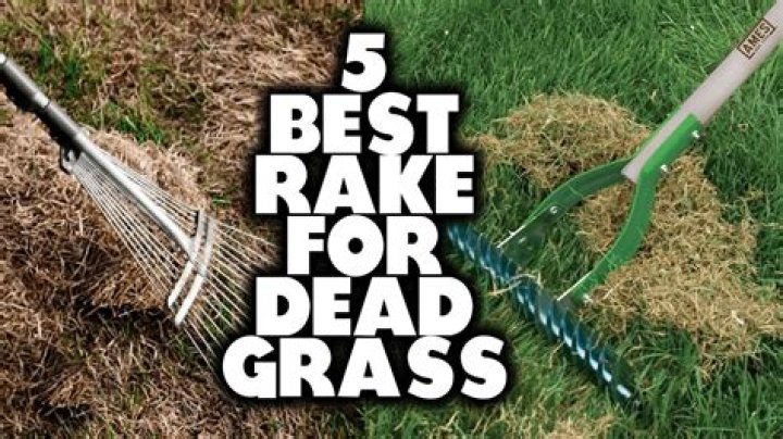 Should I rake my dead grass