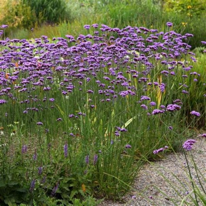 Should I stake Verbena bonariensis