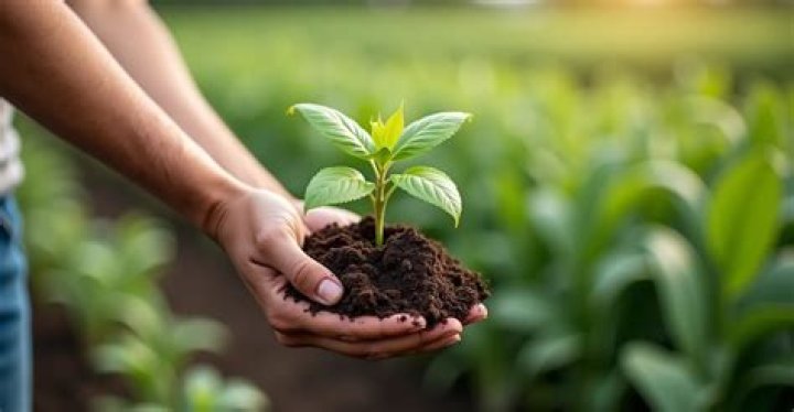 Should I till in fertilizer