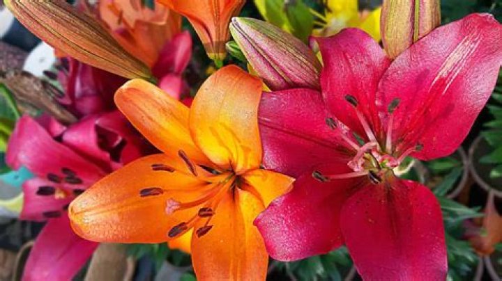Should lilies be cut back in the fall