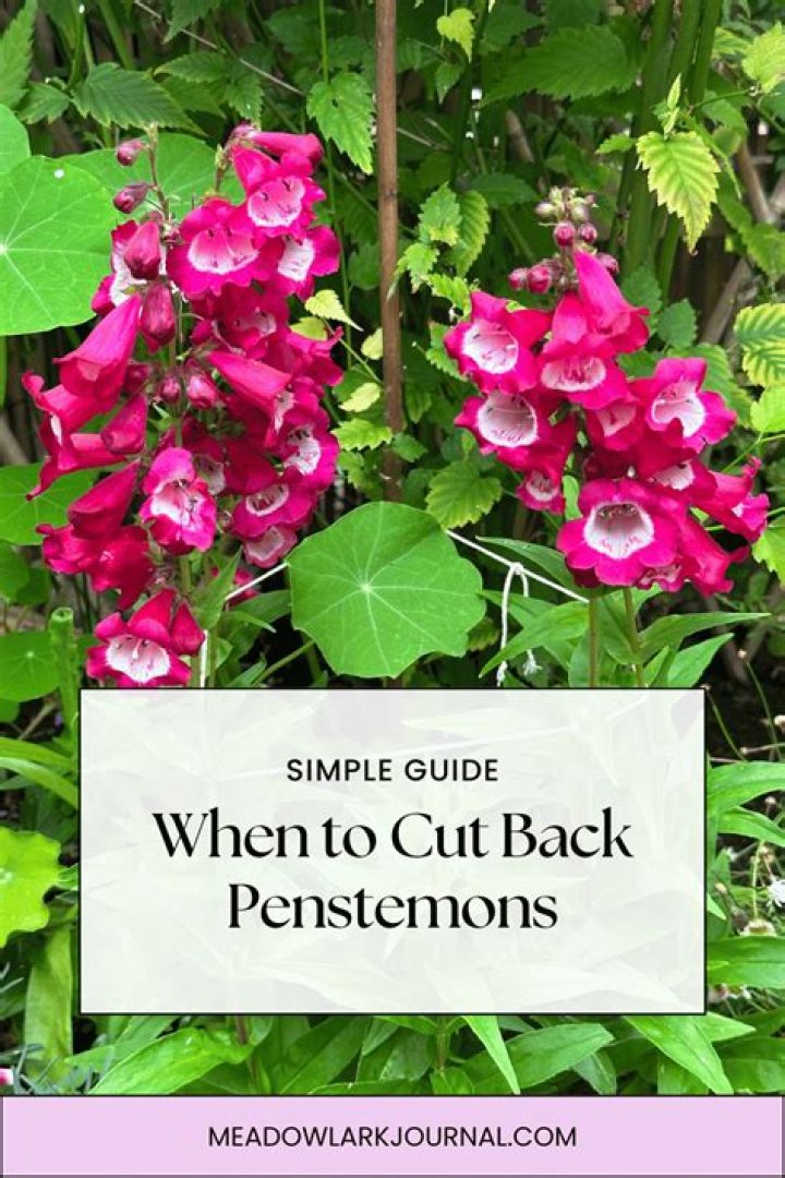 Should you cut back Penstemons after flowering