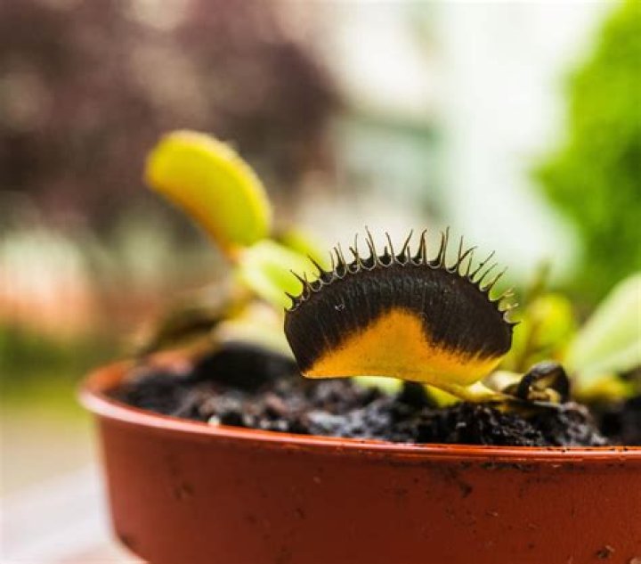 Should you cut off black Venus fly traps