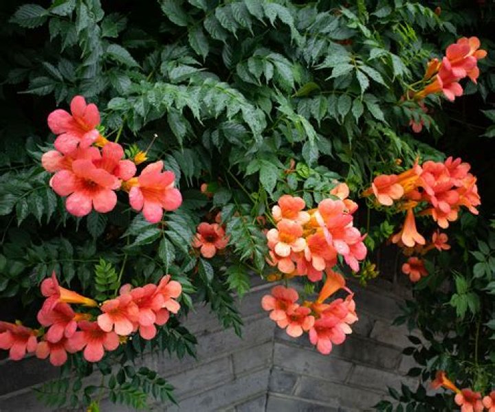 Should you prune trumpet vine