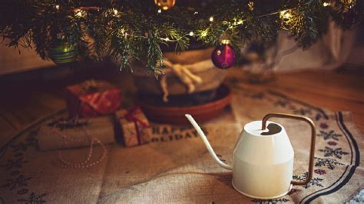 Should you put a cut Christmas tree in water
