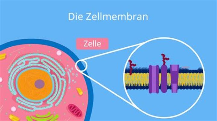 Welche Organellen werden von zwei Membranen umgeben