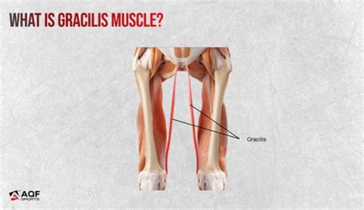What action does the gracilis make