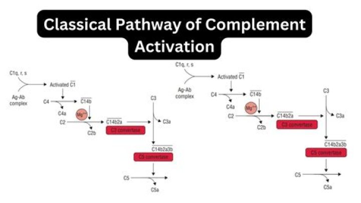 What activates the complement pathway