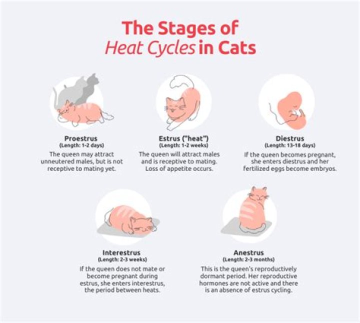 What age does a cat go into heat