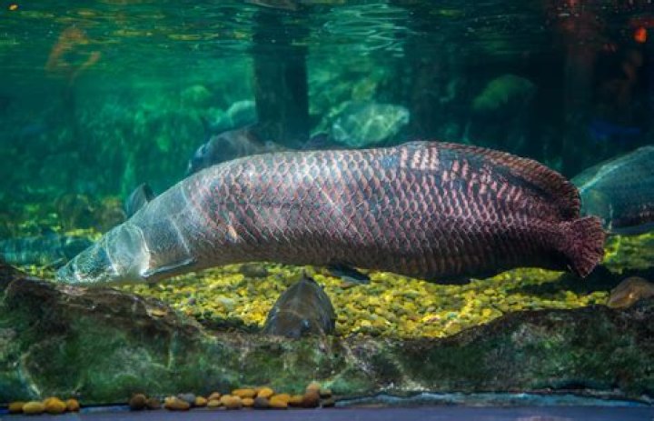 What aggressive fish live in Amazon River