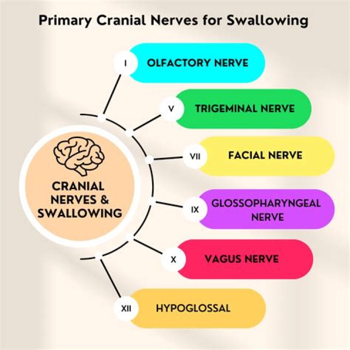 What anatomical structures are involved in swallowing