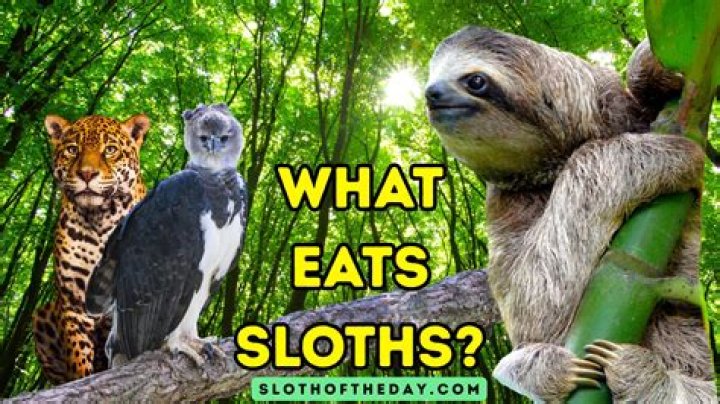 What animal eats knapweed