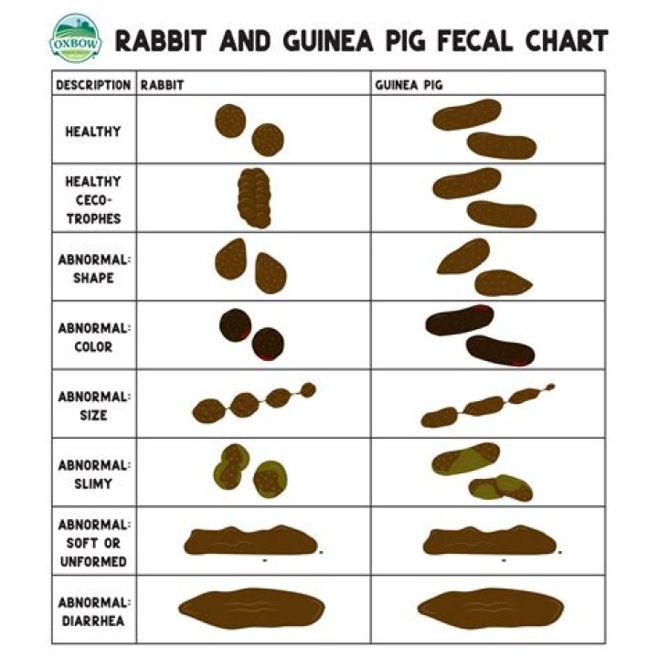 What animal has round poop