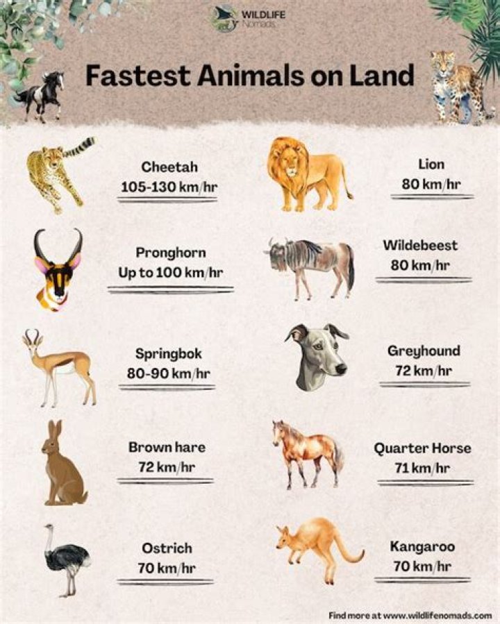 What animal has the fastest regeneration