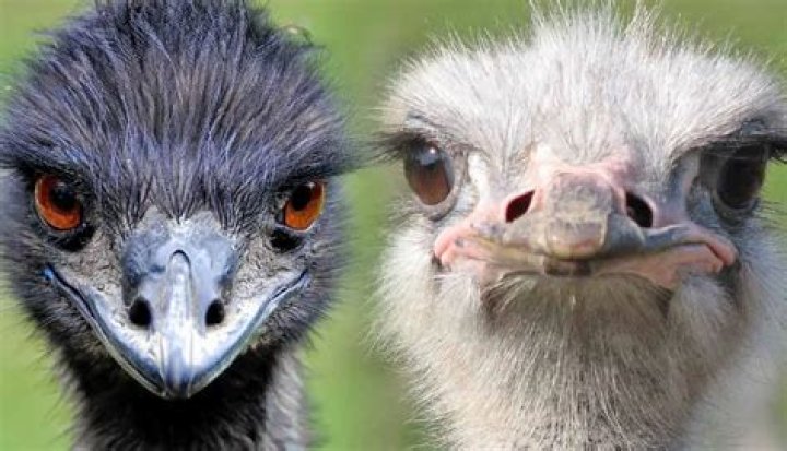 What animal is similar to a ostrich
