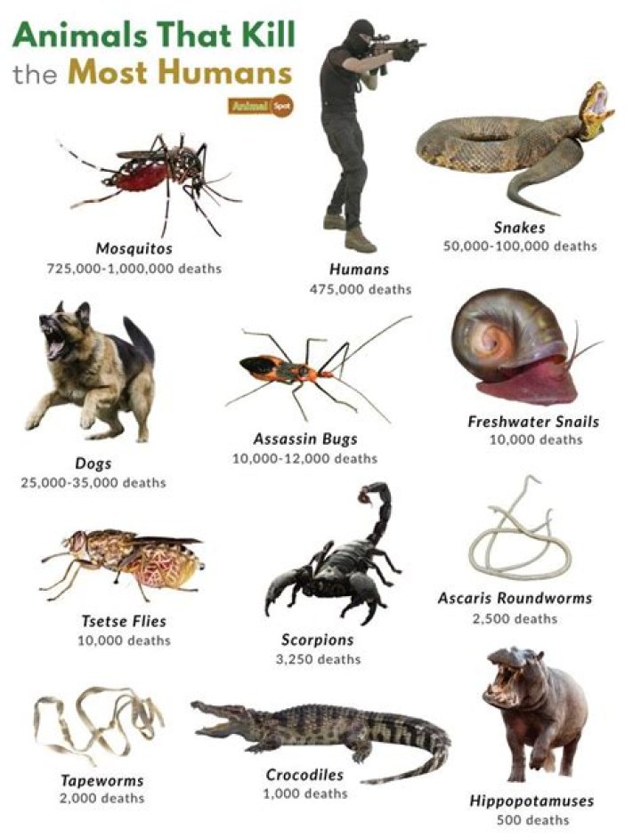 What animal kills chipmunks