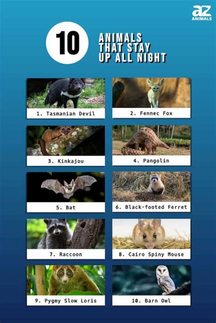 What animals are awake during the day