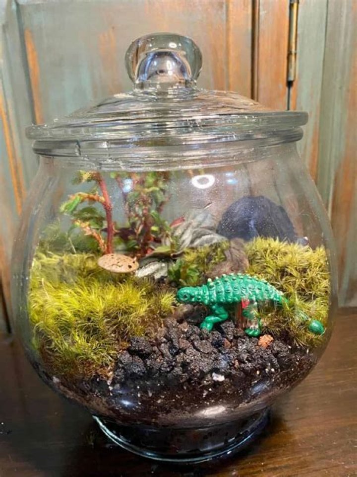 What Animals Can you put in a terrarium
