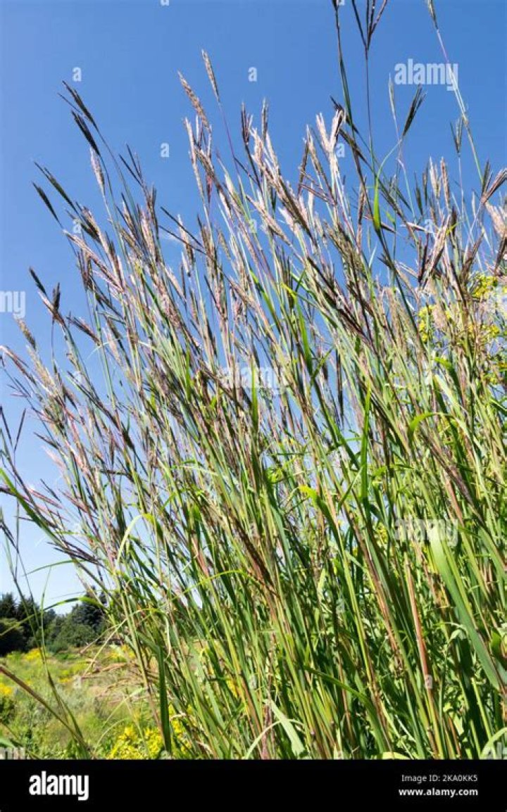 What animals eat big bluestem grass