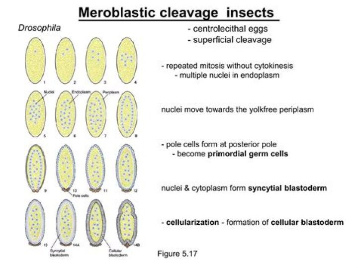What animals show Meroblastic cleavage