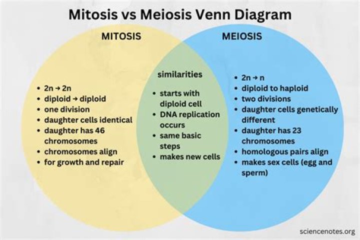 What are 2 parts of meiosis that are similar to mitosis