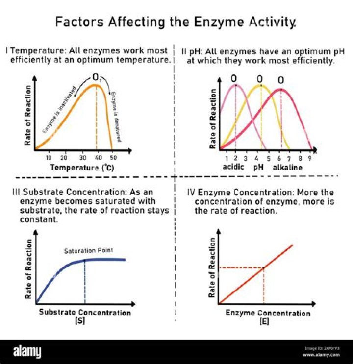 What are 3 features of an enzyme