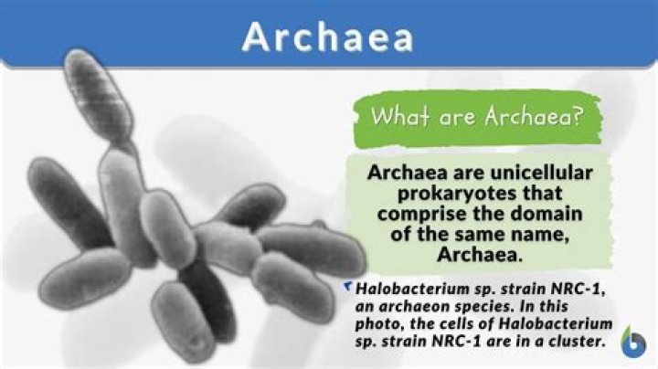 What are 5 characteristics of Archaea