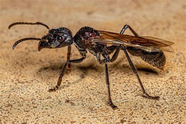 What are ants looking for