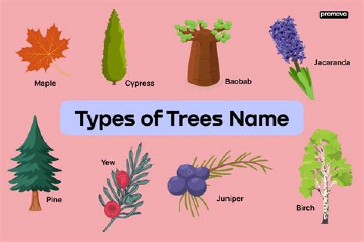 What are baby trees called
