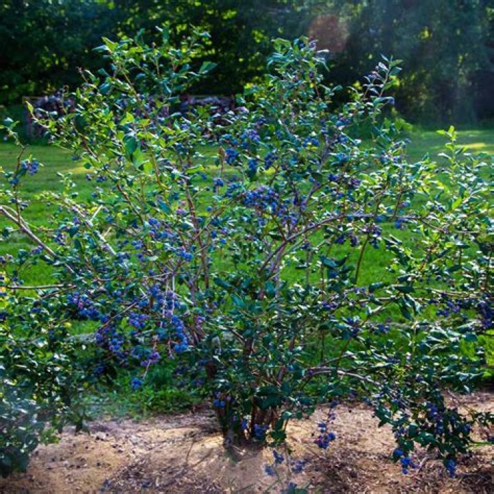What are blueberries slang for