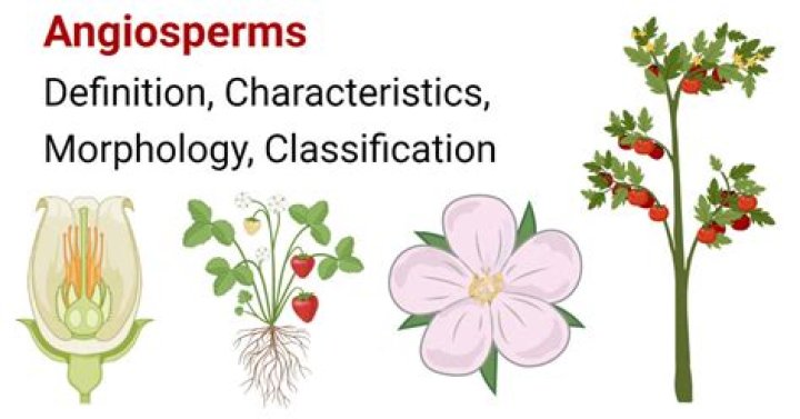 What are called angiosperms