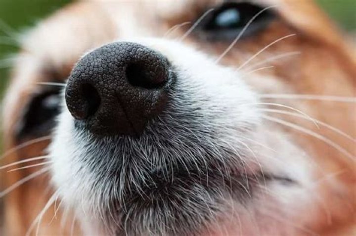What are dog whiskers for