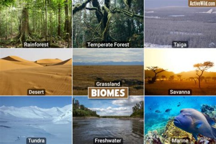 What are ecosystems and biomes