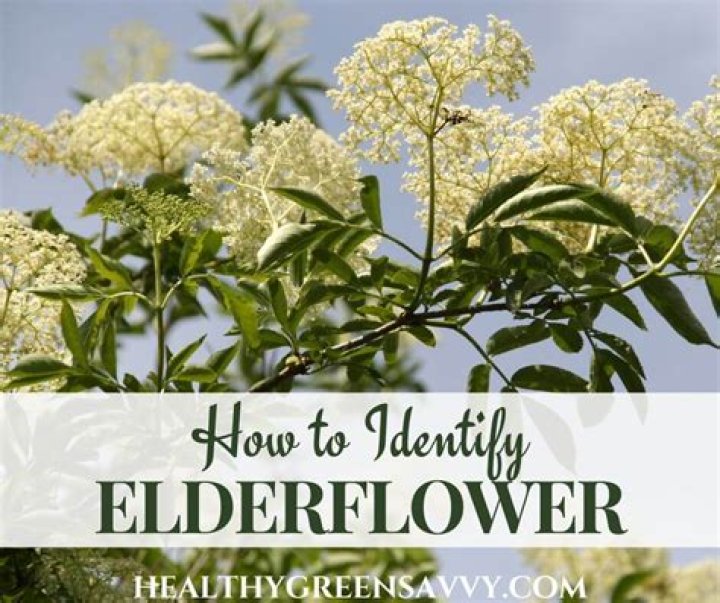 What are Elderflowers used for