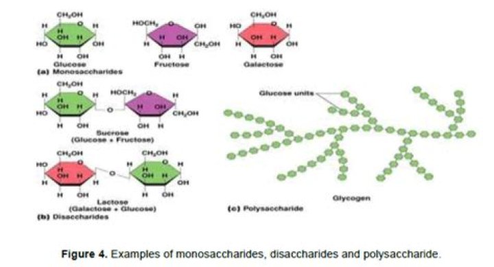 What are examples of mono di and polysaccharides