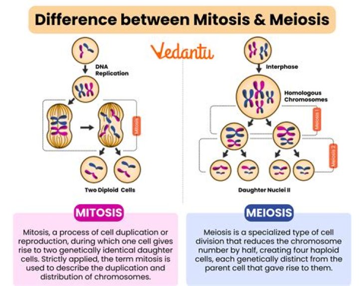 What are functions of meiosis