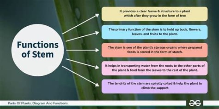 What are functions of stems