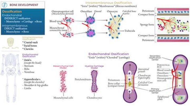 What are Intramembranous and endochondral ossification