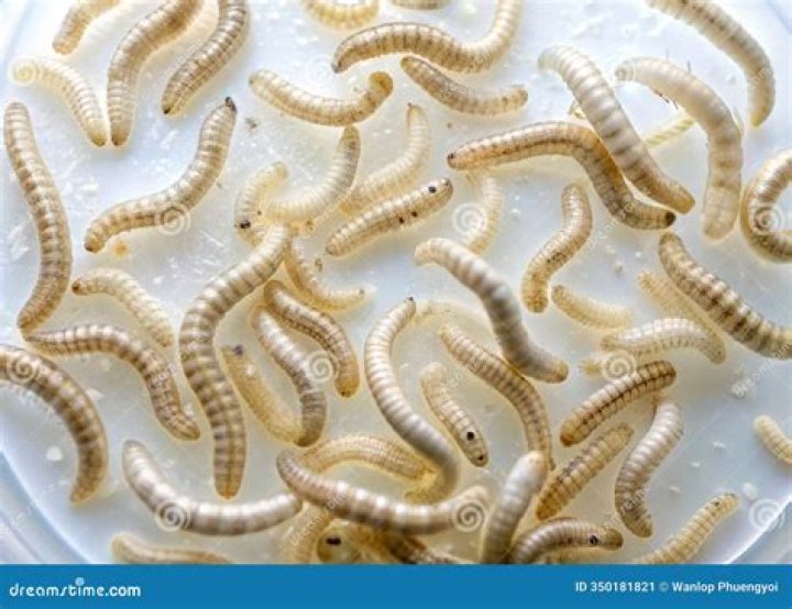 What are little worm like bugs