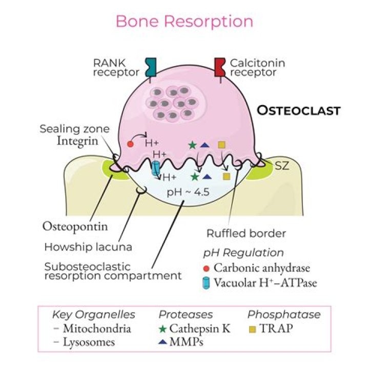 What are mature bone cells in lacunae called quizlet